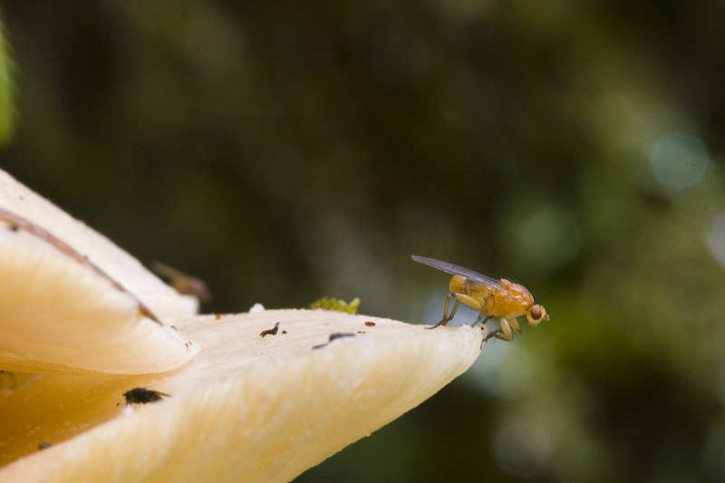 Fly On Edge Of Mushroom